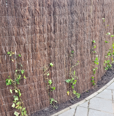De perfecte basis voor klimplanten!